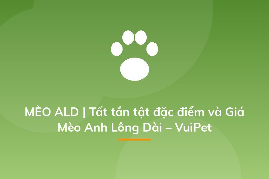MÈO ALD | Tất tần tật đặc điểm và Giá Mèo Anh Lông Dài – VuiPet