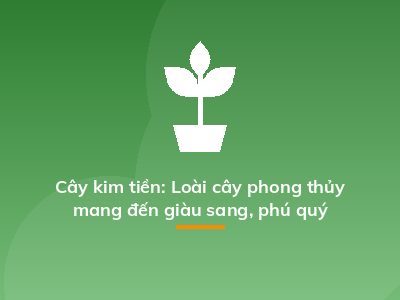 Cây kim tiền: Loài cây phong thủy mang đến giàu sang, phú quý