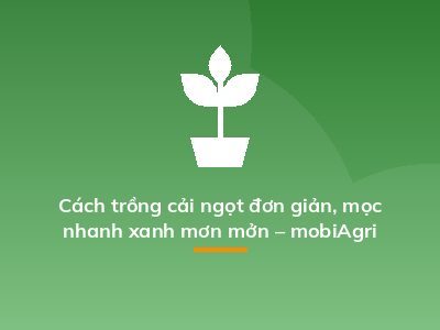Cách trồng cải ngọt đơn giản, mọc nhanh xanh mơn mởn – mobiAgri