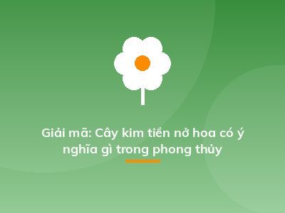 Giải mã: Cây kim tiền nở hoa có ý nghĩa gì trong phong thủy