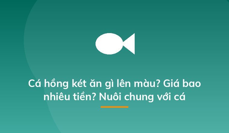 Cá hồng két ăn gì lên màu? Giá bao nhiêu tiền? Nuôi chung với cá