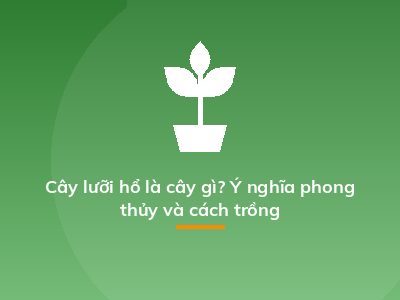 Cây lưỡi hổ là cây gì? Ý nghĩa phong thủy và cách trồng