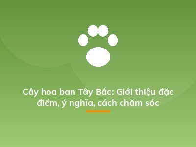 Cây hoa ban Tây Bắc: Giới thiệu đặc điểm, ý nghĩa, cách chăm sóc