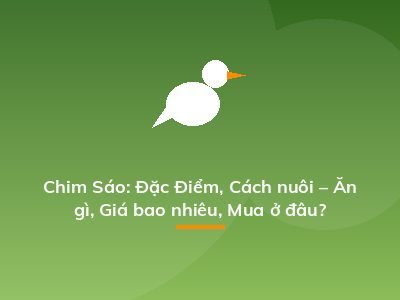 Chim Sáo: Đặc Điểm, Cách nuôi – Ăn gì, Giá bao nhiêu, Mua ở đâu?