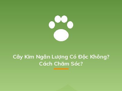 Cây Kim Ngân Lượng Có Độc Không? Cách Chăm Sóc?