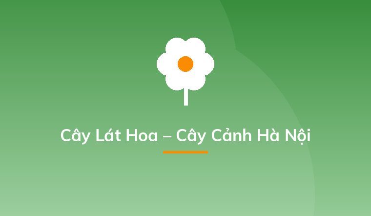 Cây Lát Hoa – Cây Cảnh Hà Nội