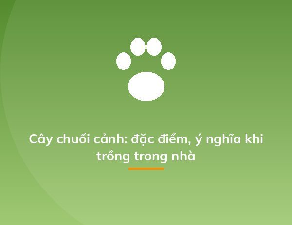Cây chuối cảnh: đặc điểm, ý nghĩa khi trồng trong nhà
