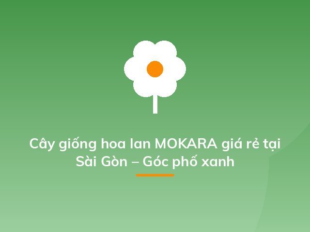 Cây giống hoa lan MOKARA giá rẻ tại Sài Gòn – Góc phố xanh