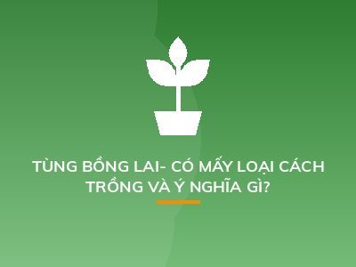 TÙNG BỒNG LAI- CÓ MẤY LOẠI CÁCH TRỒNG VÀ Ý NGHĨA GÌ?