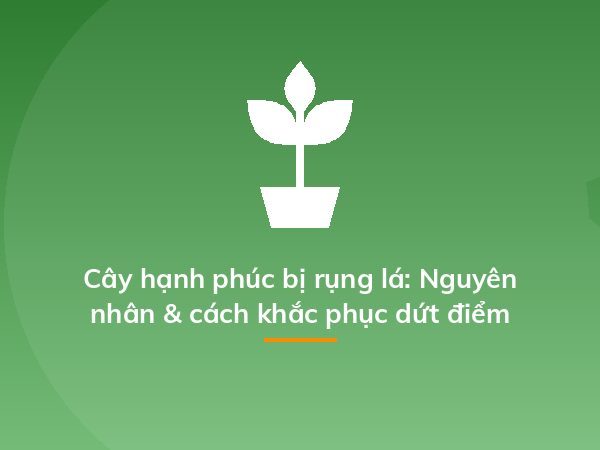Cách trồng dạ yến thảo từ 1 nắm hạt cây, dễ ợt mà kết quả "hú hồn