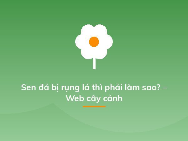 Cách trồng dạ yến thảo từ 1 nắm hạt cây, dễ ợt mà kết quả "hú hồn