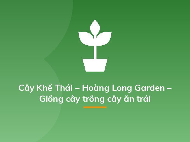Cây Khế Thái – Hoàng Long Garden – Giống cây trồng cây ăn trái