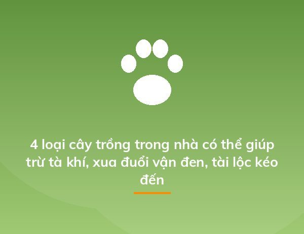 4 loại cây trồng trong nhà có thể giúp trừ tà khí, xua đuổi vận đen, tài lộc kéo đến
