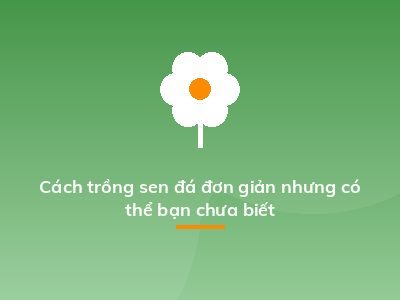 Cách trồng sen đá đơn giản nhưng có thể bạn chưa biết