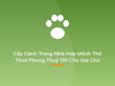 Cây Cảnh Trong Nhà Hợp Mệnh Thổ Theo Phong Thuỷ Tốt Cho Gia Chủ