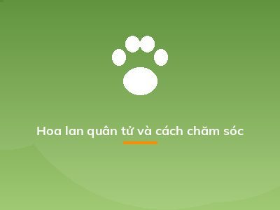 Hoa lan quân tử và cách chăm sóc