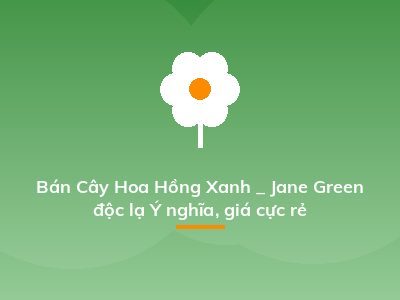 Bán Cây Hoa Hồng Xanh _ Jane Green độc lạ Ý nghĩa, giá cực rẻ