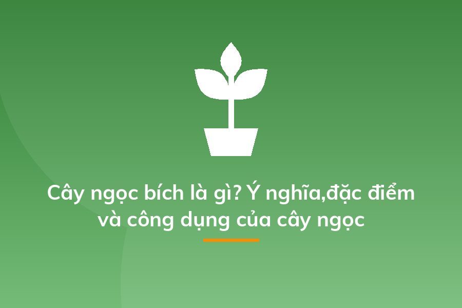 Cây ngọc bích là gì? Ý nghĩa,đặc điểm và công dụng của cây ngọc