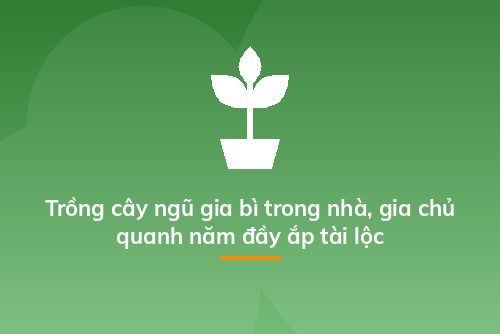 Trồng cây ngũ gia bì trong nhà, gia chủ quanh năm đầy ắp tài lộc