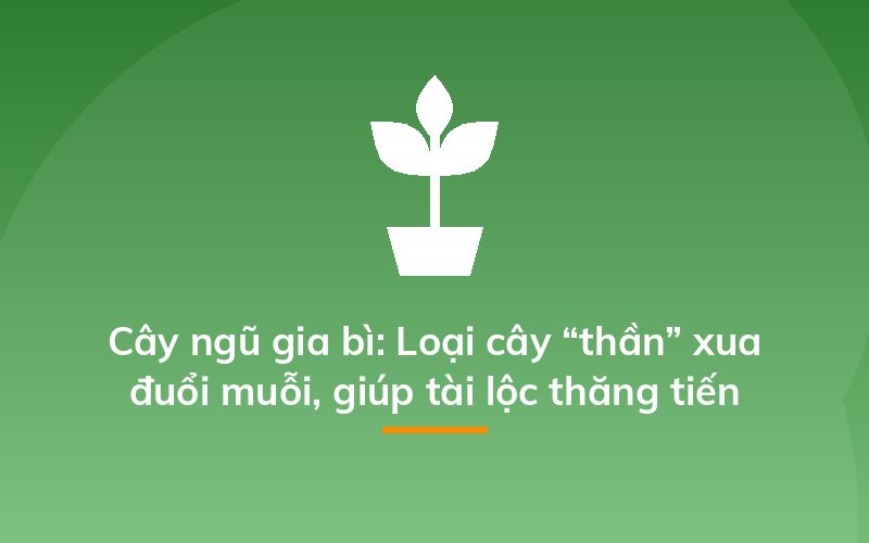 Cây ngũ gia bì: Loại cây “thần” xua đuổi muỗi, giúp tài lộc thăng tiến