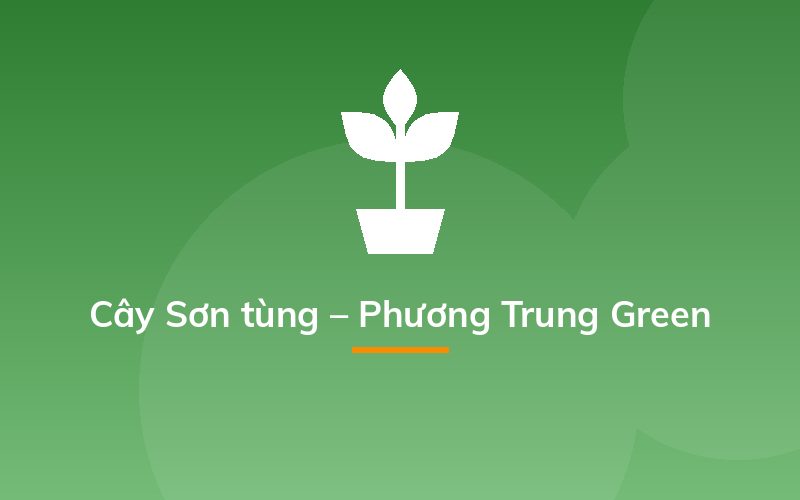 Cây Sơn tùng – Phương Trung Green