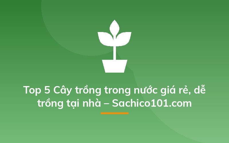 Top 5 Cây trồng trong nước giá rẻ, dễ trồng tại nhà – Sachico101.com