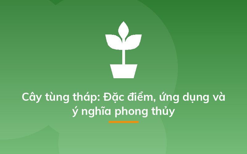 Cây tùng tháp: Đặc điểm, ứng dụng và ý nghĩa phong thủy