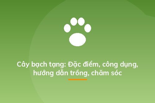 Cây bạch tạng: Đặc điểm, công dụng, hướng dẫn trồng, chăm sóc