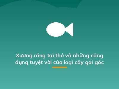 Xương rồng tai thỏ và những công dụng tuyệt vời của loại cây gai góc