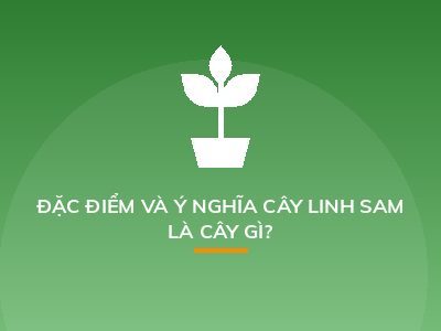 ĐẶC ĐIỂM VÀ Ý NGHĨA CÂY LINH SAM LÀ CÂY GÌ?