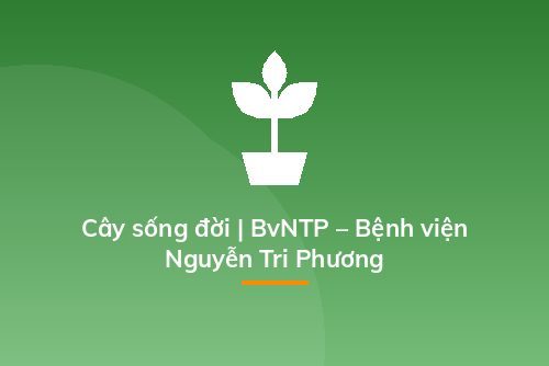 Cây sống đời | BvNTP – Bệnh viện Nguyễn Tri Phương