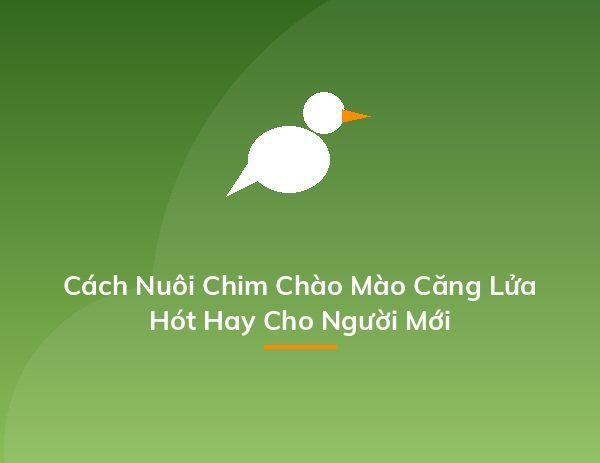 Cách Nuôi Chim Chào Mào Căng Lửa Hót Hay Cho Người Mới