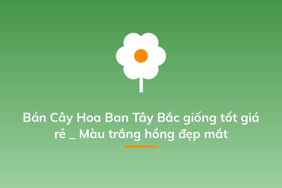 Bán Cây Hoa Ban Tây Bắc giống tốt giá rẻ _ Màu trắng hồng đẹp mắt