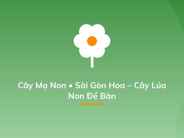 Cây Mạ Non • Sài Gòn Hoa – Cây Lúa Non Để Bàn