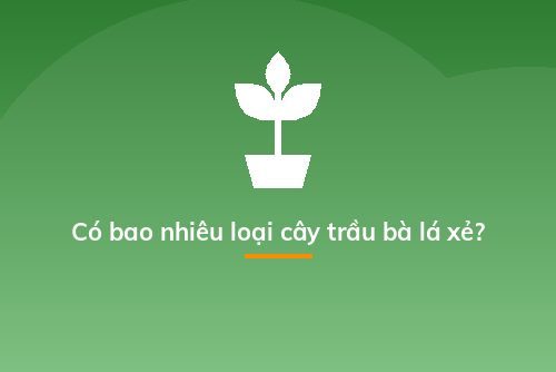 Có bao nhiêu loại cây trầu bà lá xẻ?