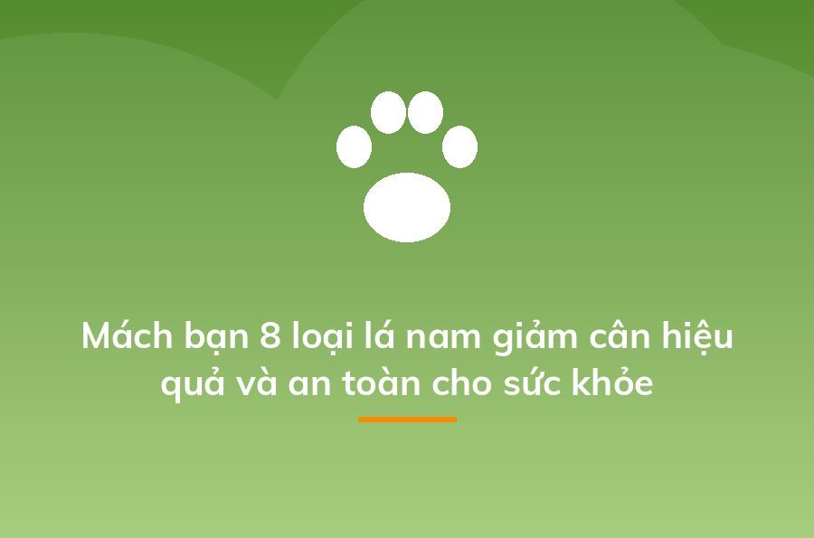 Mách bạn 8 loại lá nam giảm cân hiệu quả và an toàn cho sức khỏe