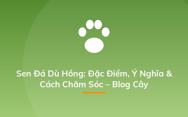 Sen Đá Dù Hồng: Đặc Điểm, Ý Nghĩa &amp; Cách Chăm Sóc – Blog Cây